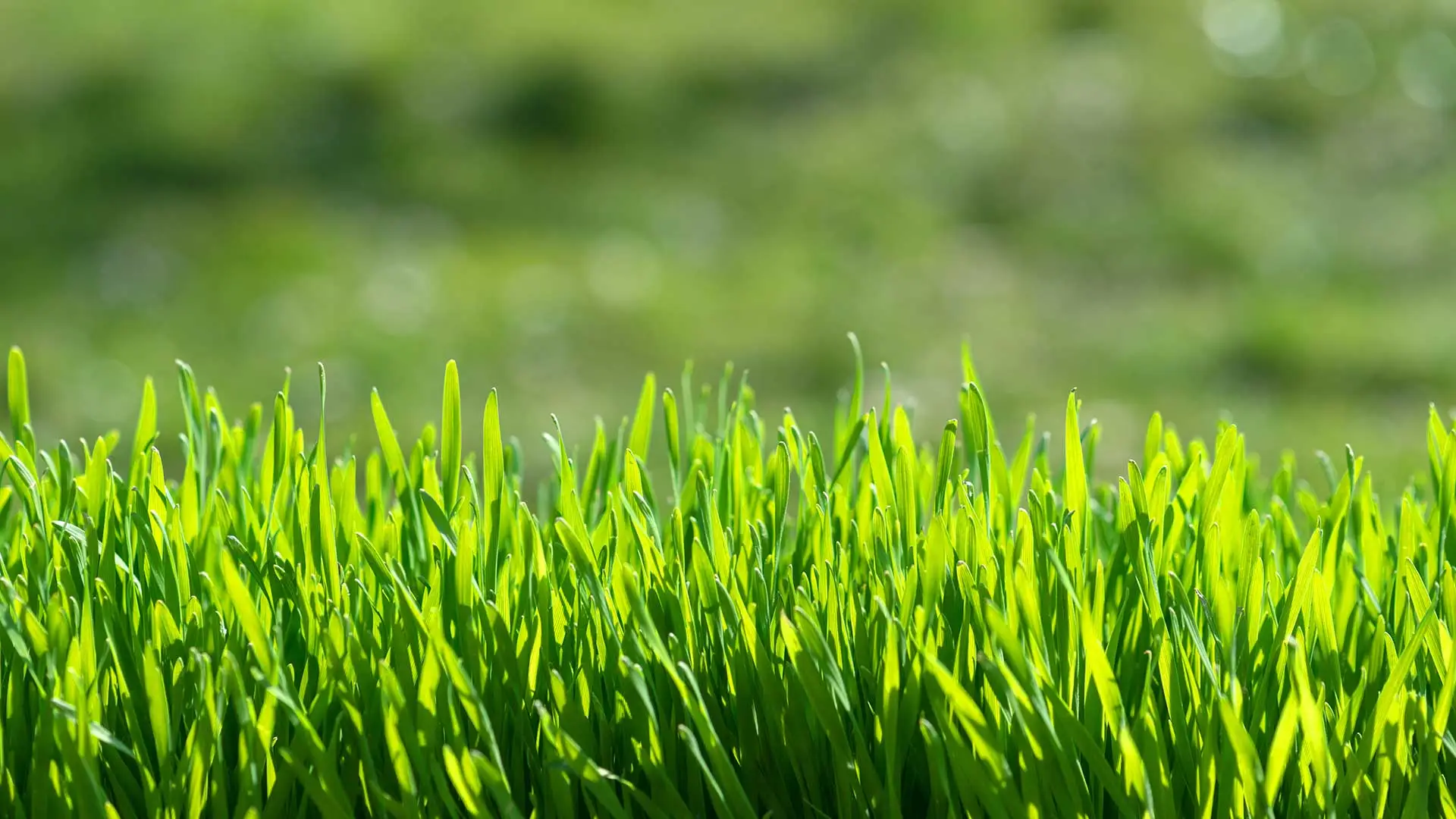 Green, healthy grass growing in the lawn of a Haymarket property.