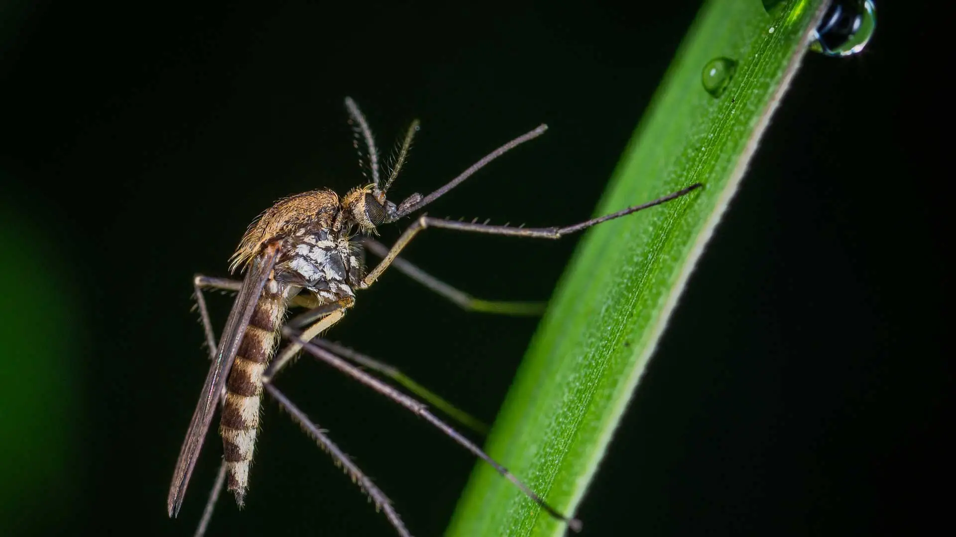 Mosquito and tick control is a commonly requested service of ours in the areas we service.