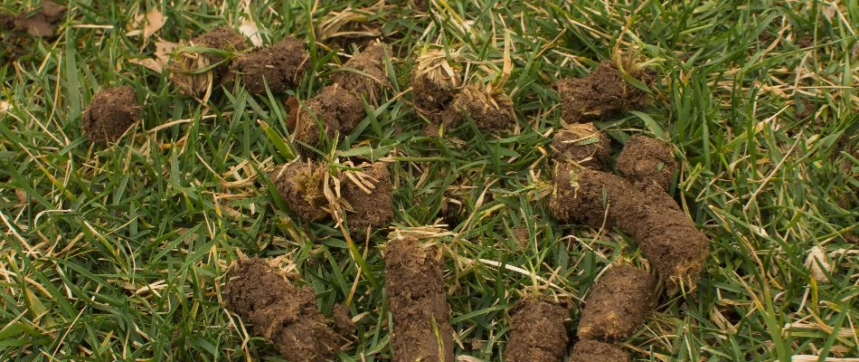 Cores of soil on a lawn in Bristow, VA, after aeration.