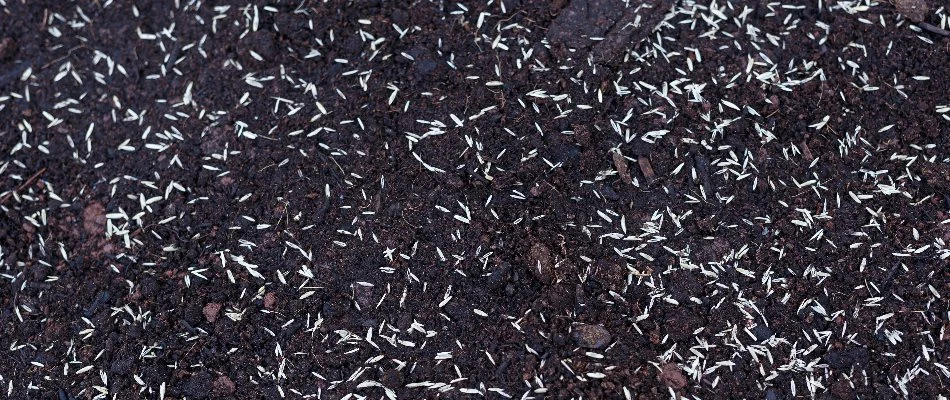 Grass seeds on bare soil in Bristow, VA.