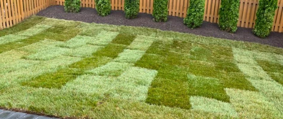 Newly installed sod beside a mulched landscape area in Bristow, VA.