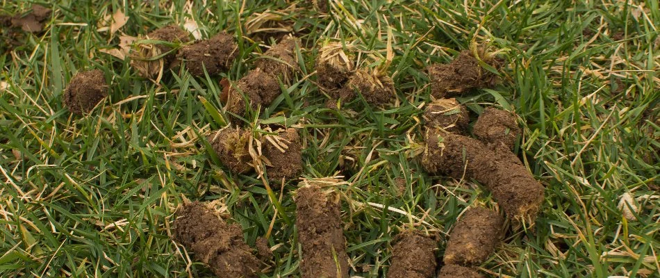 Soil cores on grass after aeration.
