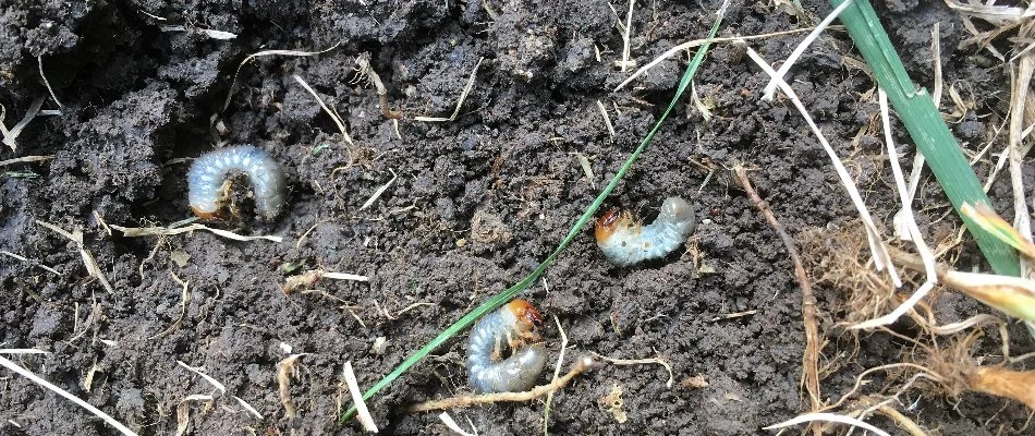Three white grubs in the soil with grass in Bristow, VA.