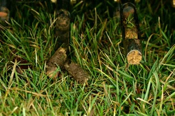 Close up photo of a lawn aeration service followed by seeding.